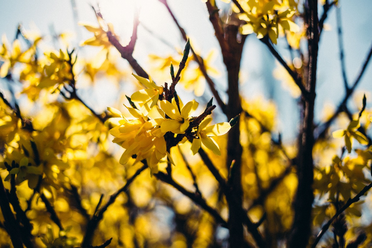 Image - yellow flower trees plant nature