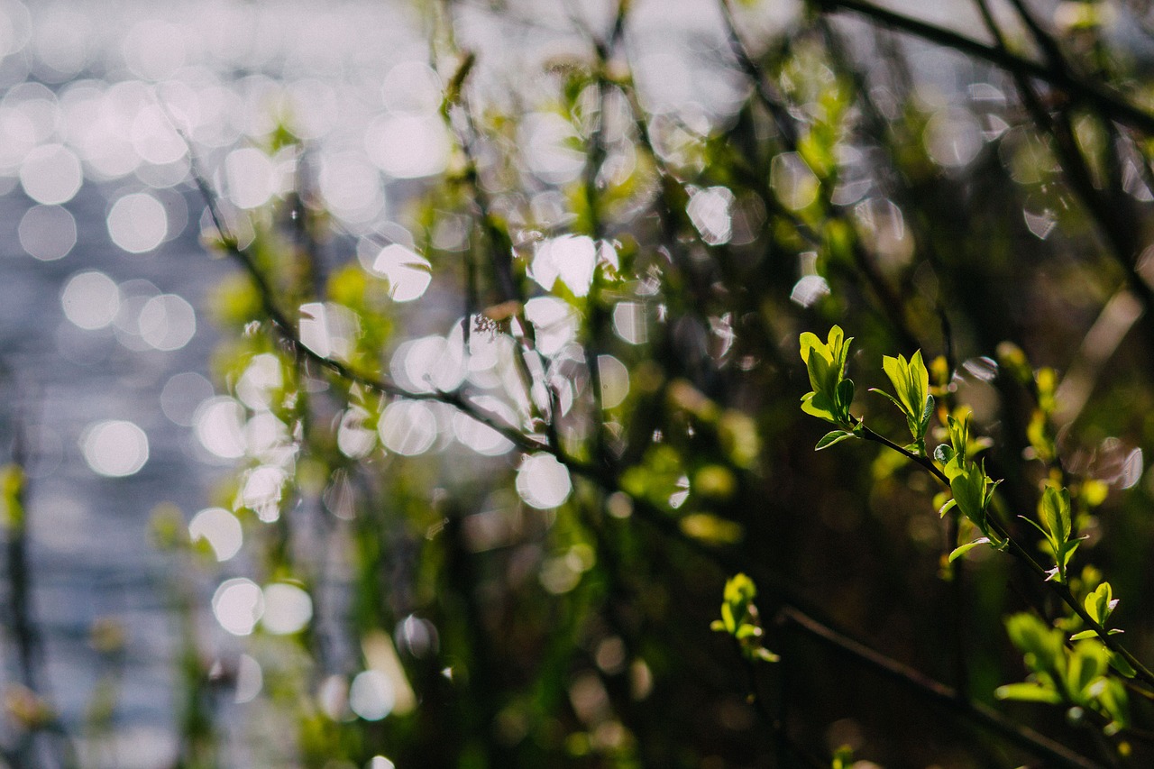 Image - green leaf plants nature bokeh