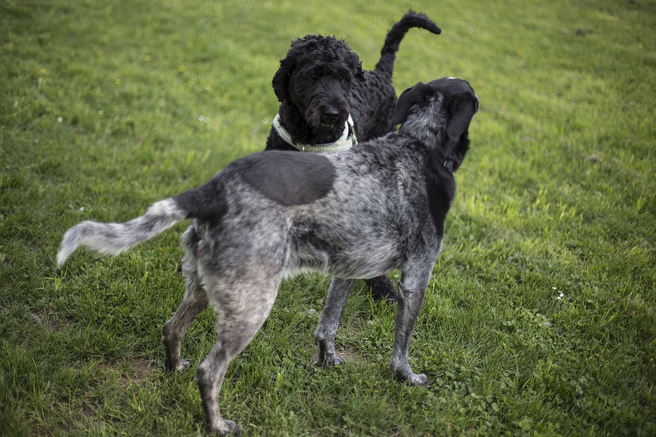 Image - black puppy dogs pet friend green