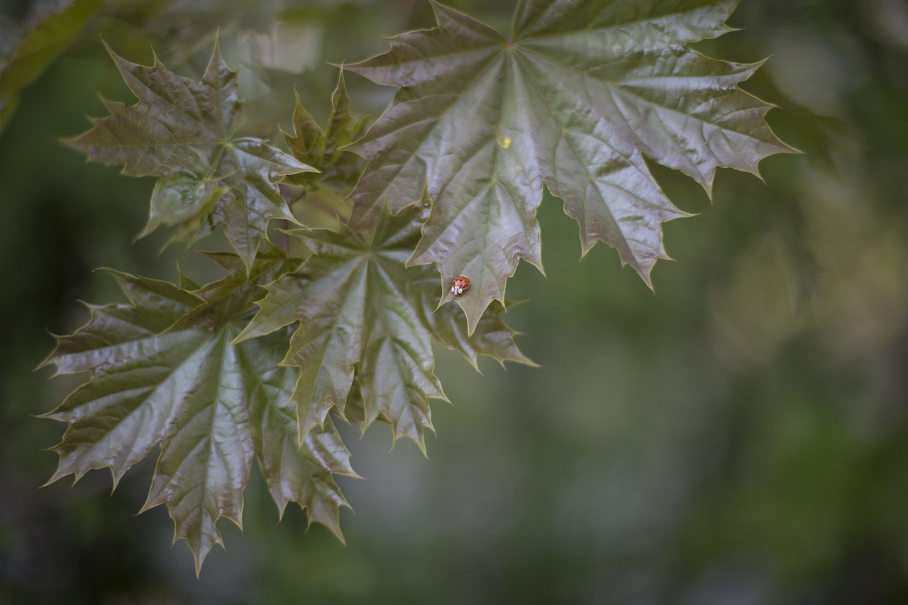 Image - green leaf plant nature blur bug