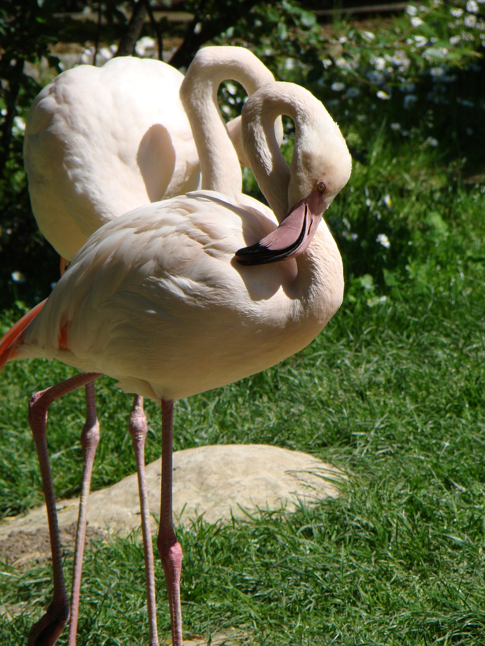 Image - flaming bird zoo animal animals
