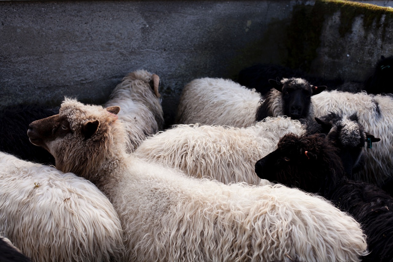 Image - black white sheep lamb ram animal