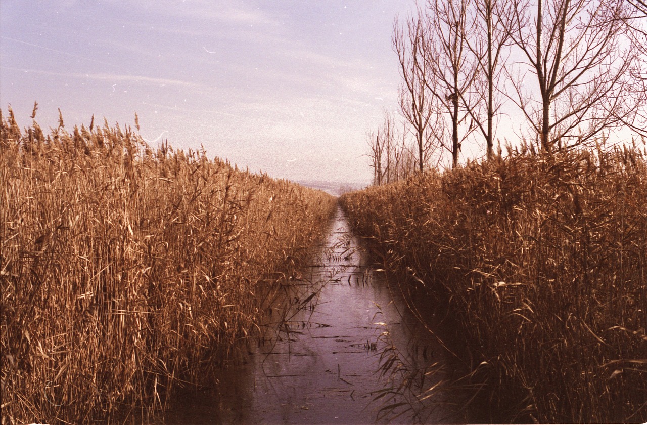 Image - grass crops agriculture tree plant