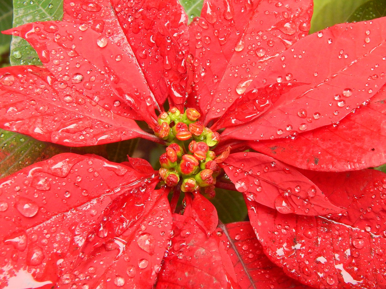 Image - red flower wet rain drops