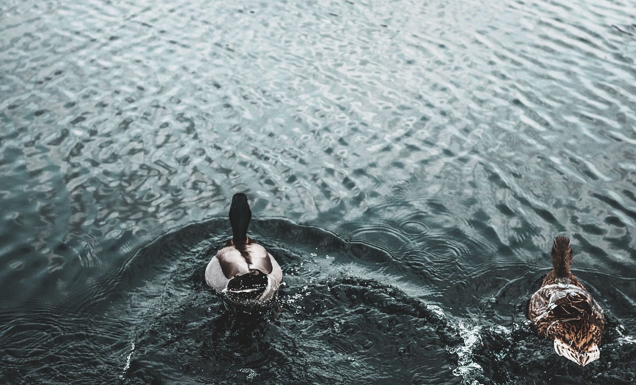 Image - duck swan bird animal dark water