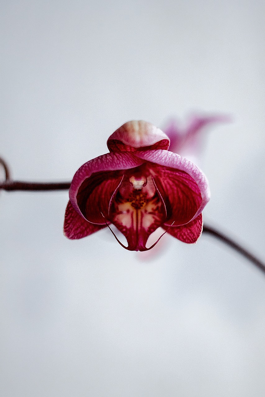 Image - nature plants stem fuchsia pink