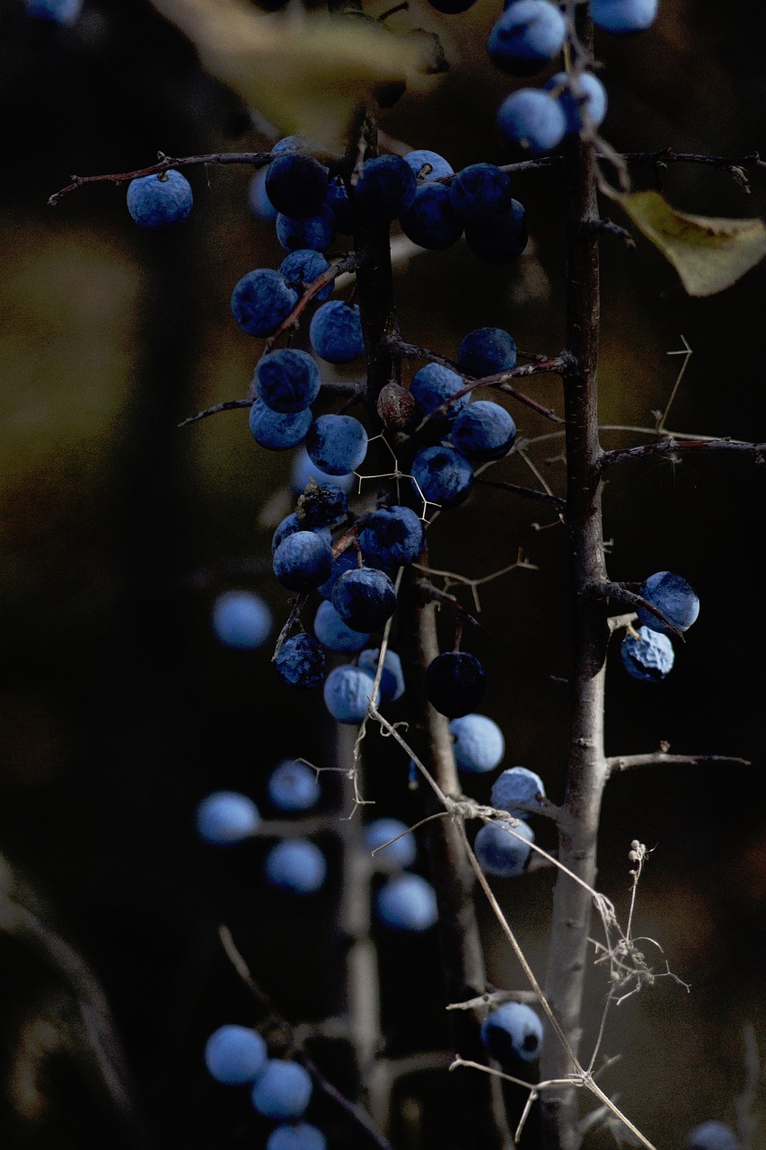 Image - nature plants stem branches fruits