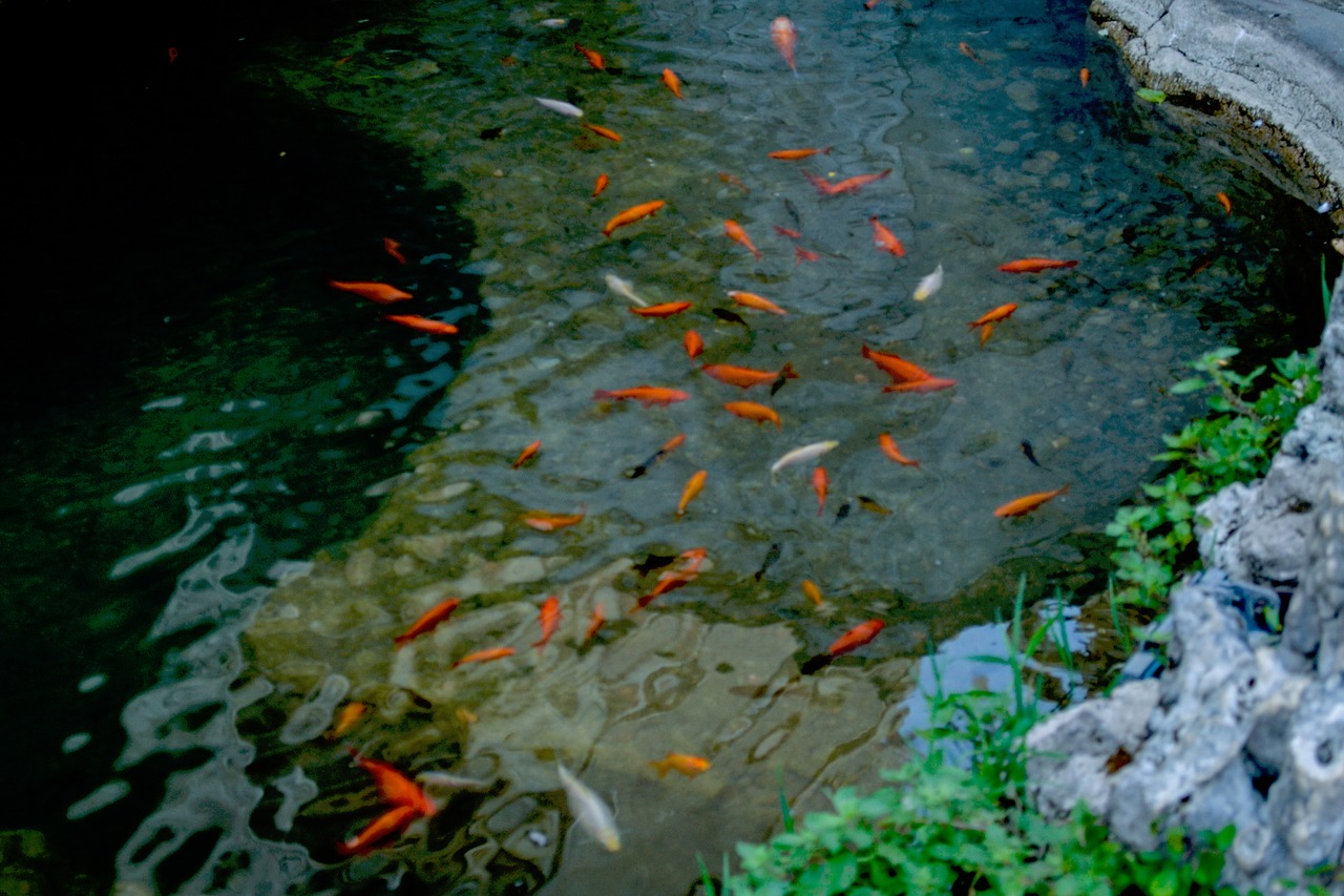 Image - nature water animals fishes plants