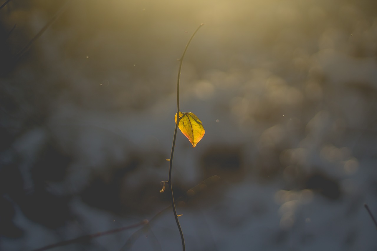 Image - leaf vine plant autumn bokeh