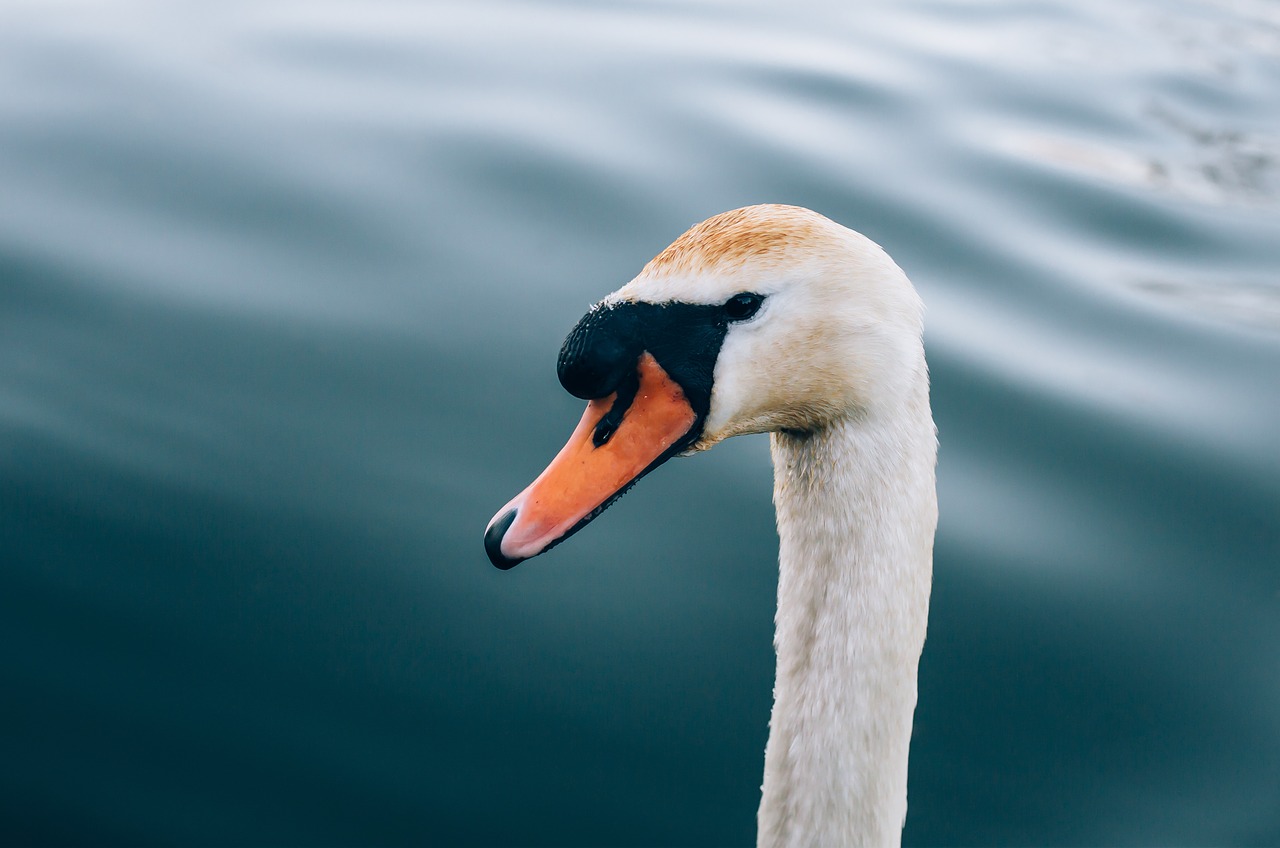 Image - white duck swan bird animal neck