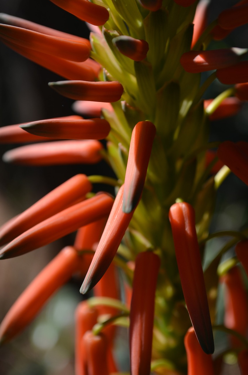 Image - flowers flower nature aloe