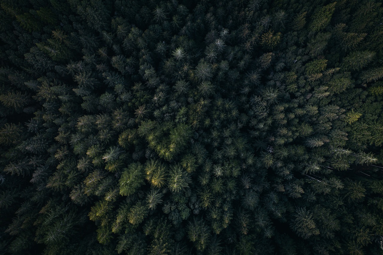 Image - green leaf trees plants nature