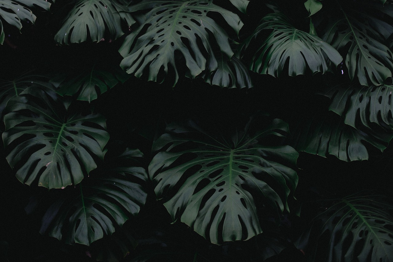 Image - dark green leaf plant nature blur