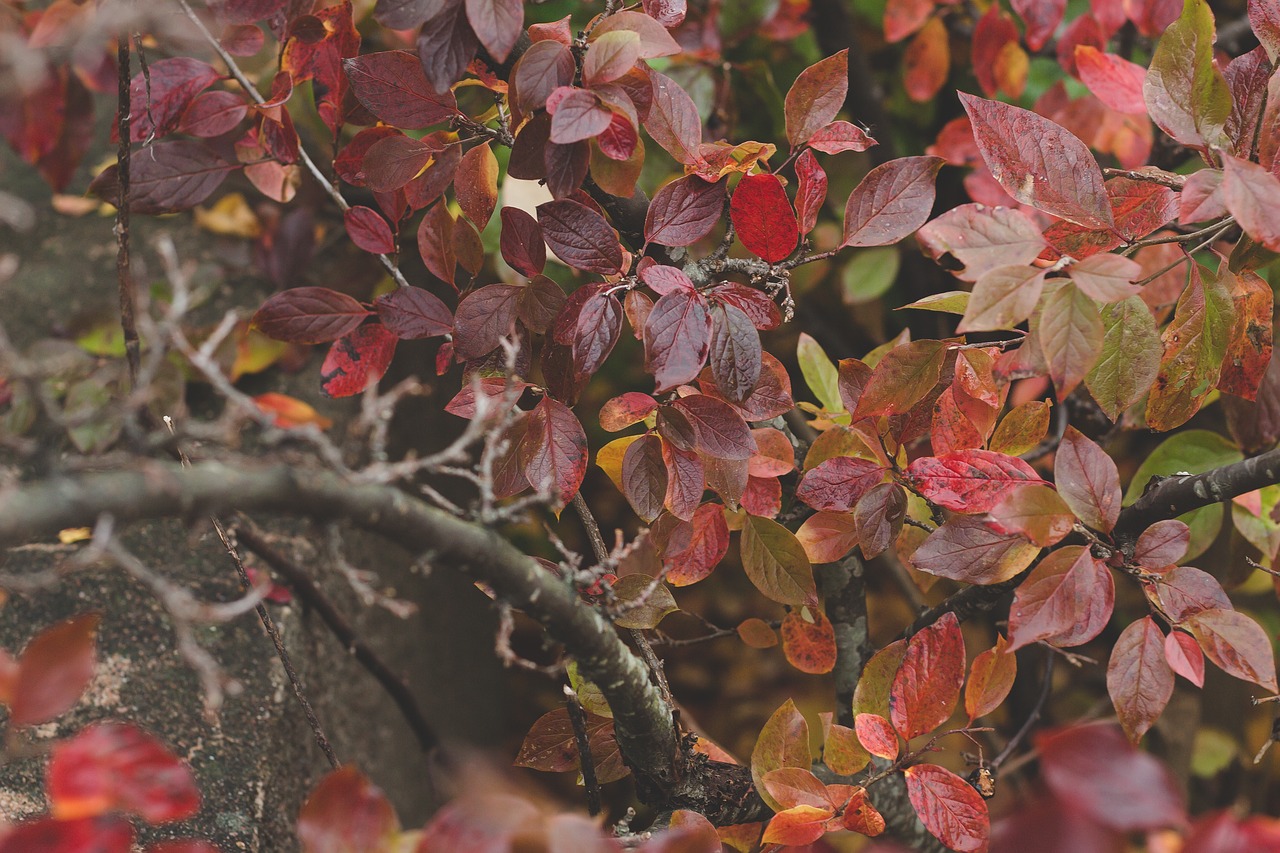 Image - red leaves branch closeup autumn