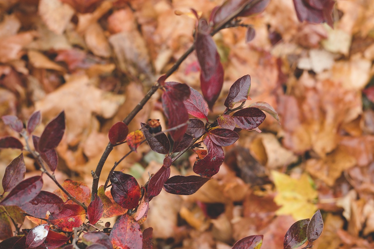 Image - red leaves branch closeup autumn