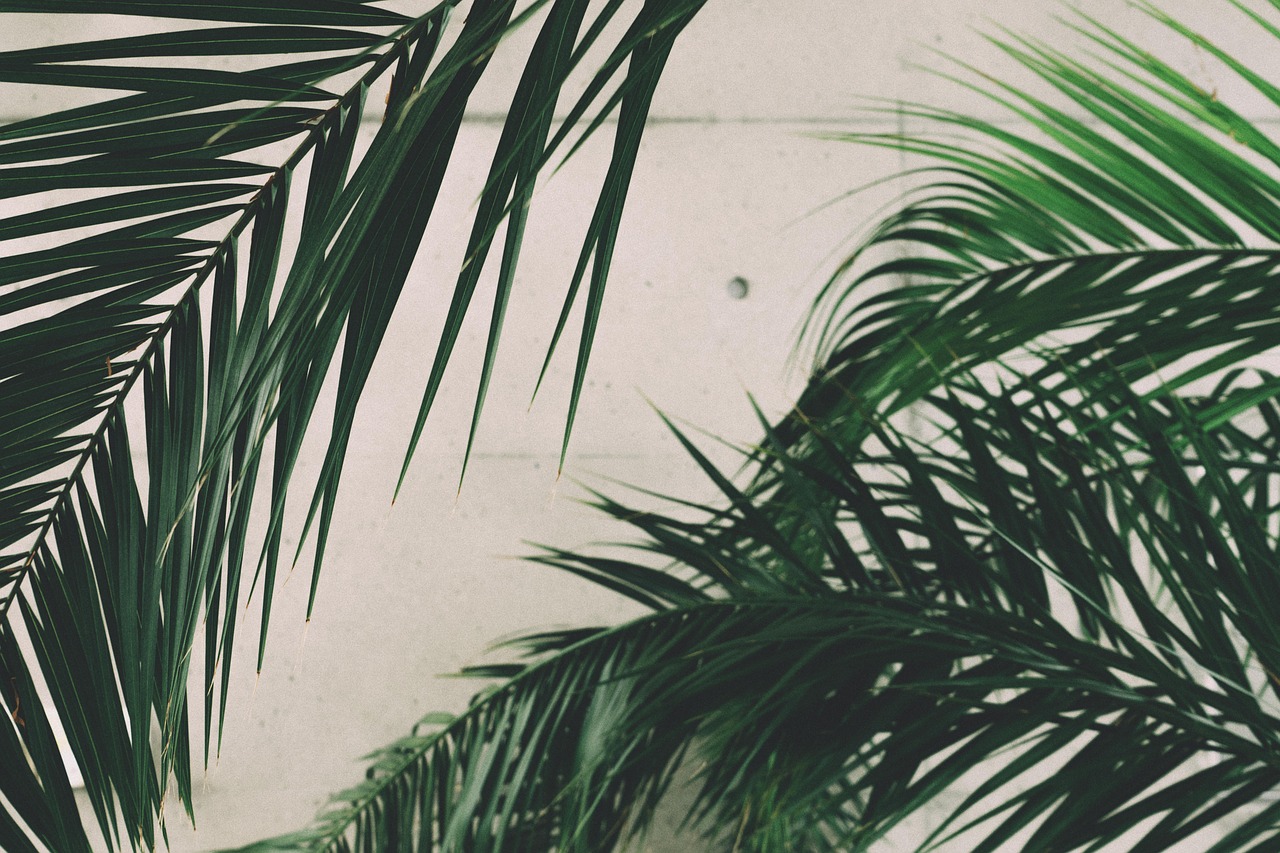 Image - palm leaves green plant