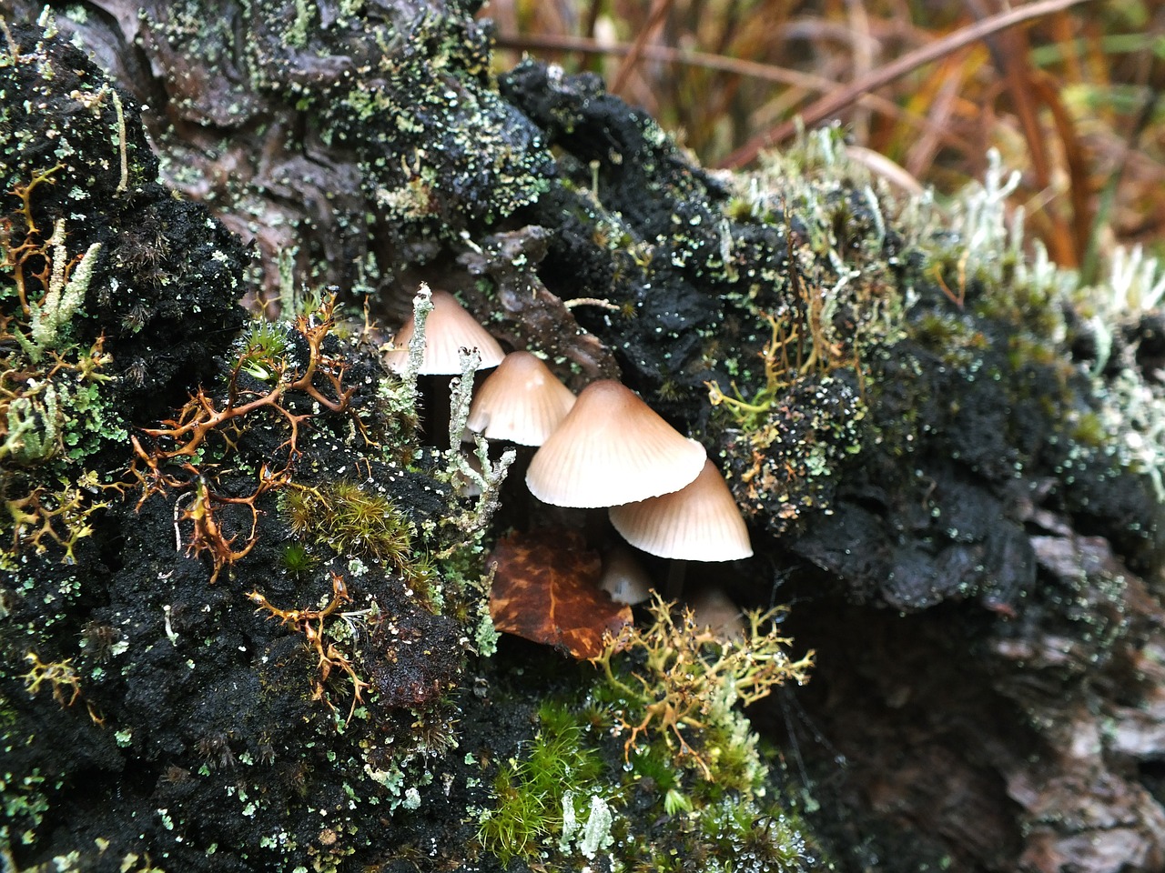 Image - mushroom wild nature forest