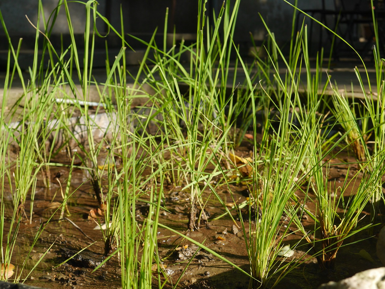 Image - plant in rice field green