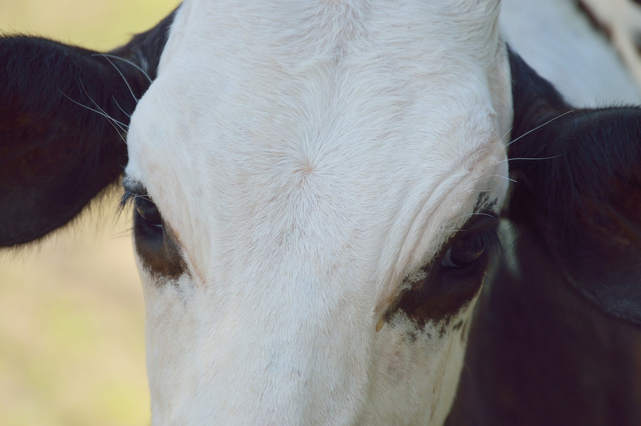 Image - mammal cow toro livestock animals