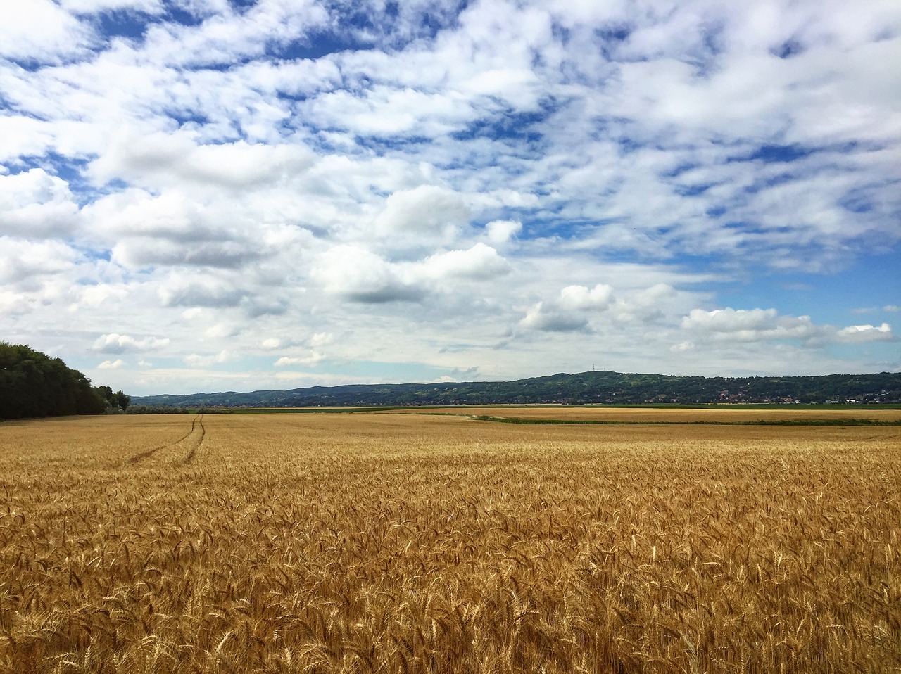 Image - wheat crop agriculture