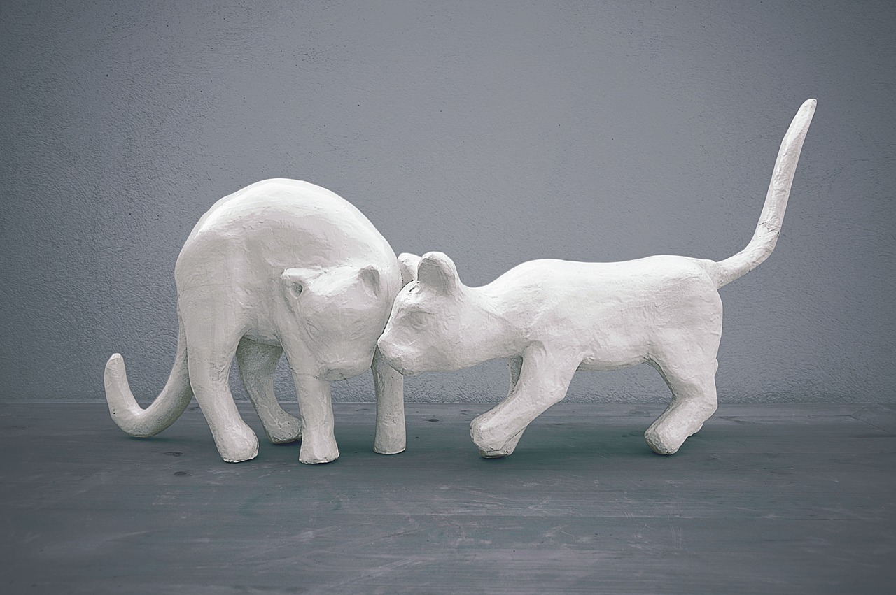 Image - escalyola cats white cats