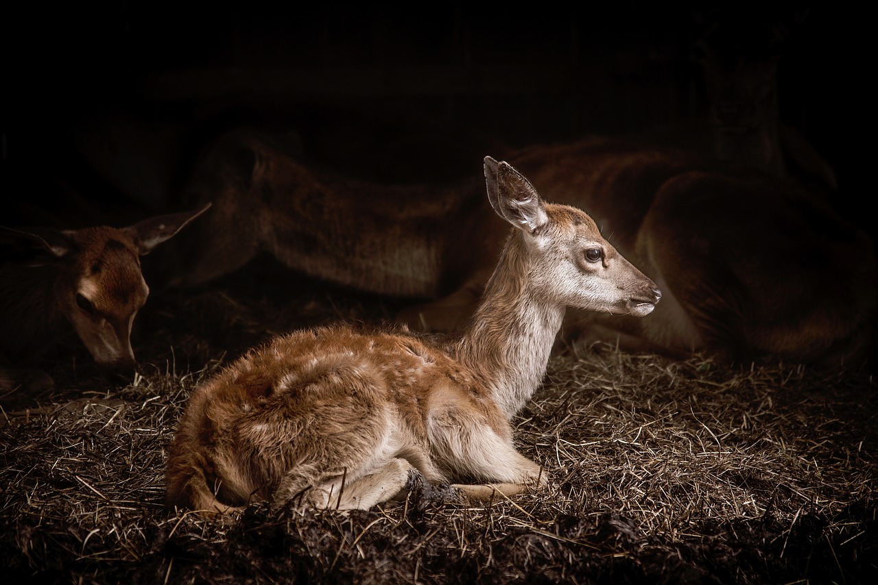 Image - nature hay animals deer
