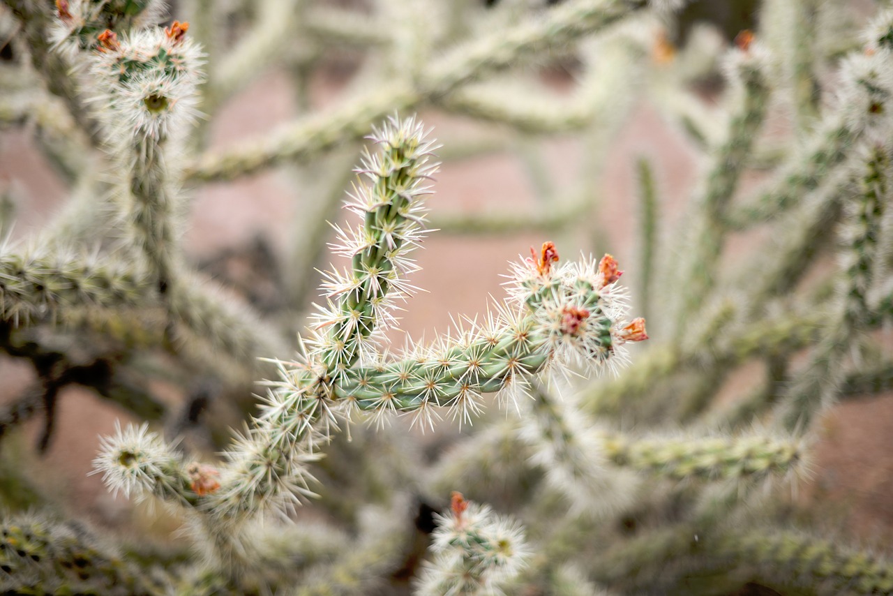 Image - nature plant jumping cholla cactus