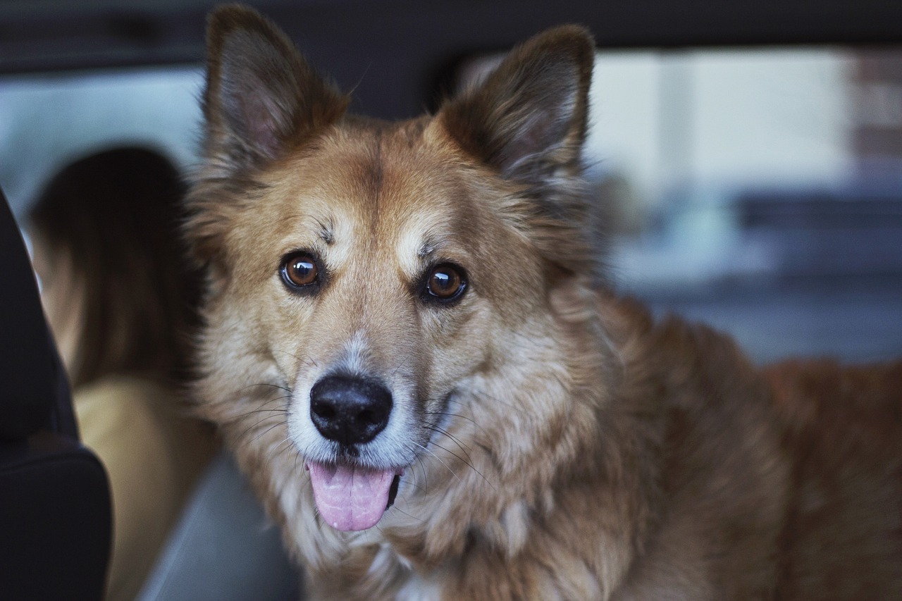 Image - animals dog cute happy people