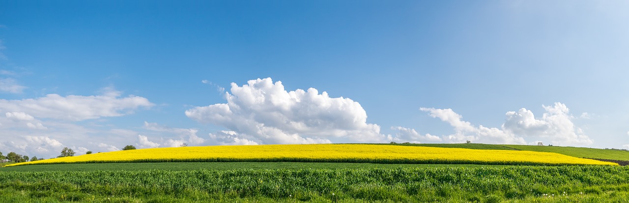 Image - summer serene field of rapeseeds