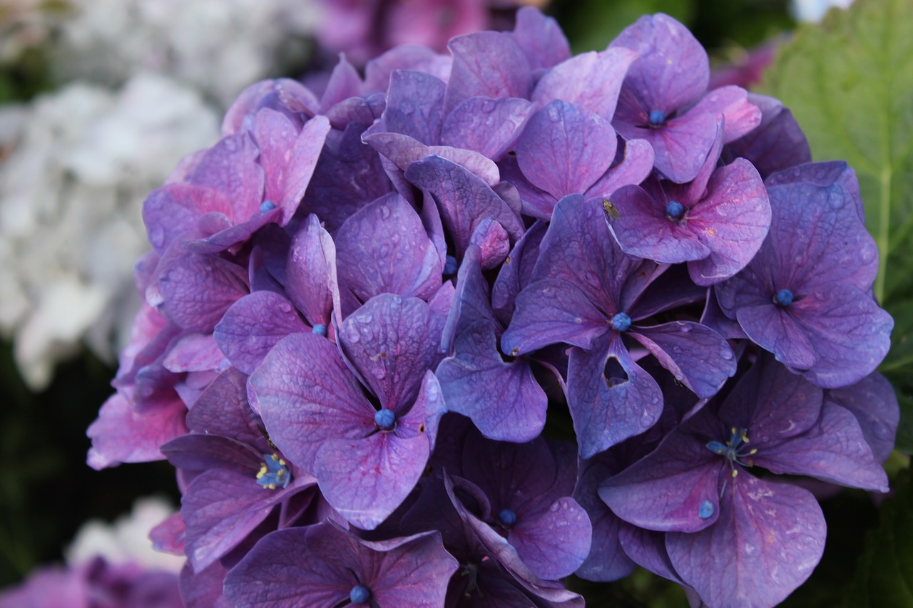Image - hydrangea violet pink flower