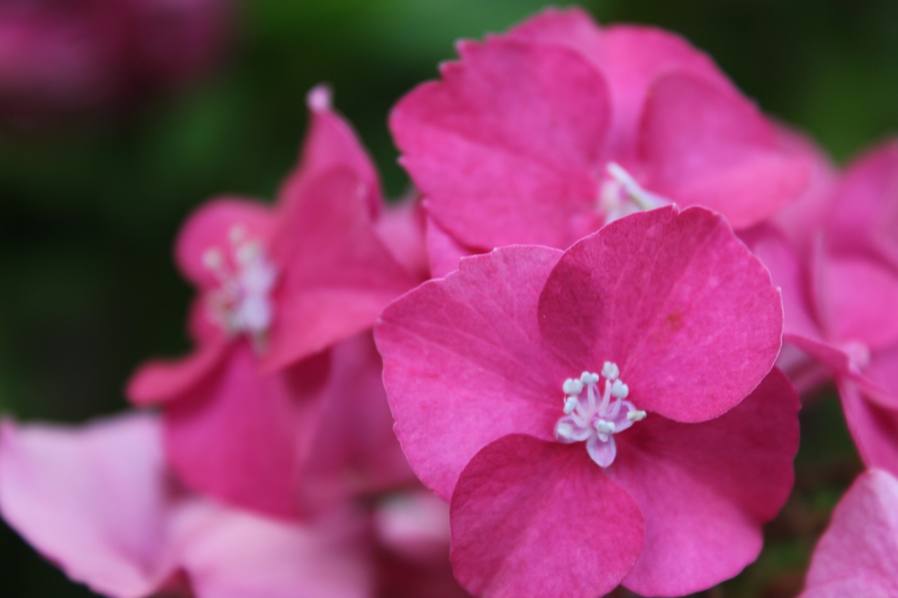 Image - hydrangea violet pink fushia