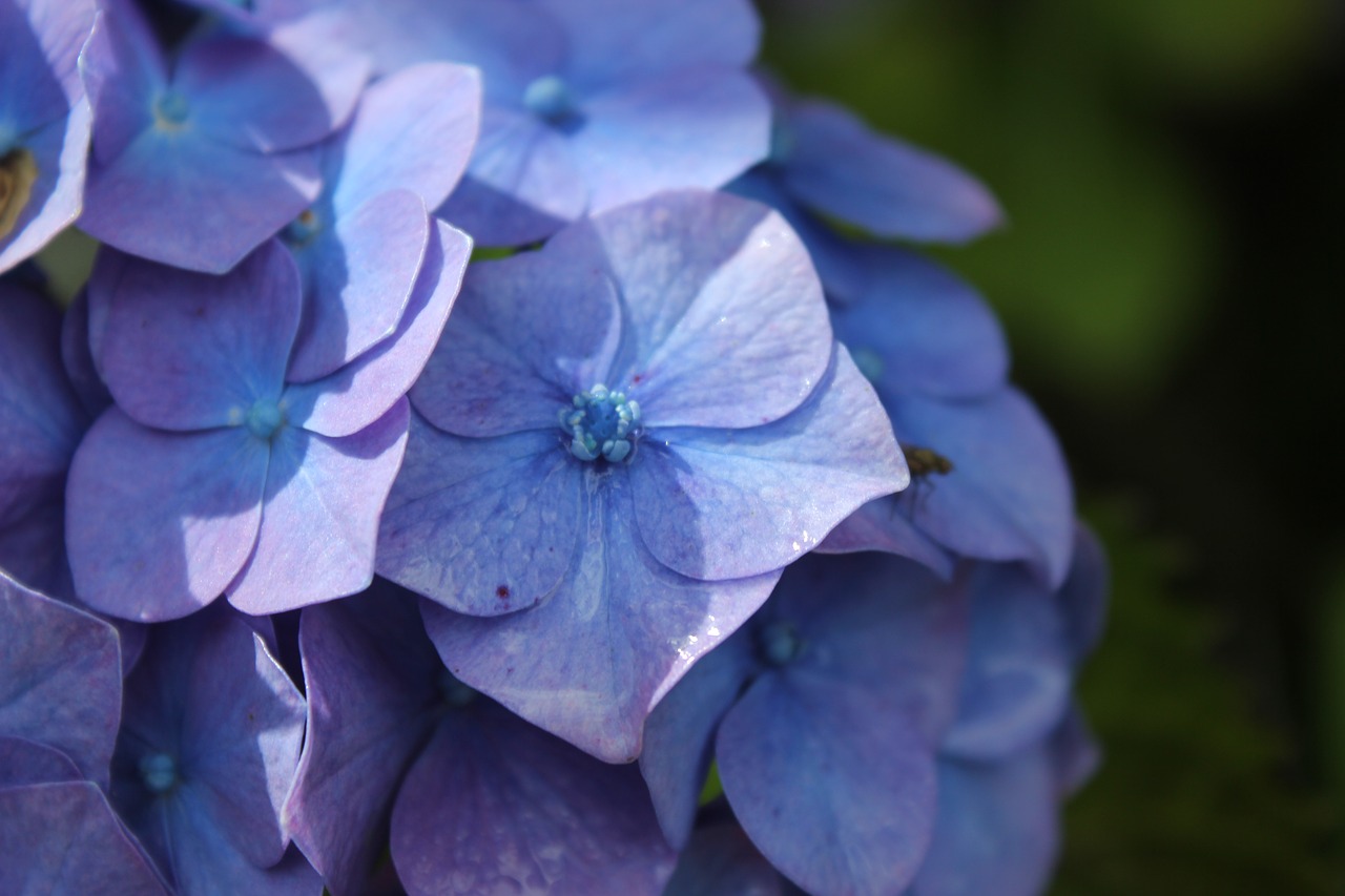 Image - hydrangea violet pink flower