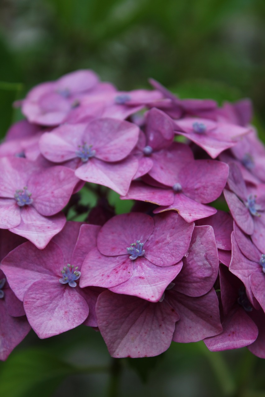 Image - hydrangea violet pink flower