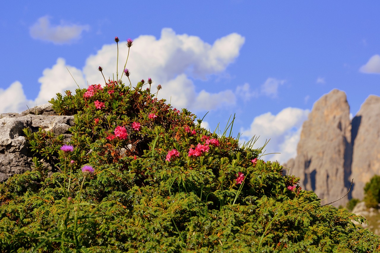 Image - bloom nature beauty dolomites