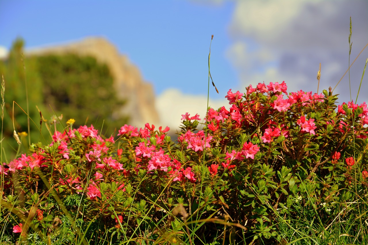 Image - bloom nature beauty dolomites