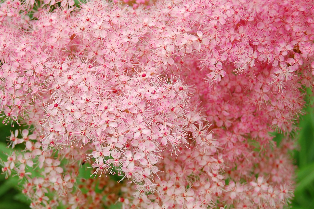 Image - meadowsweet pink plant blossom