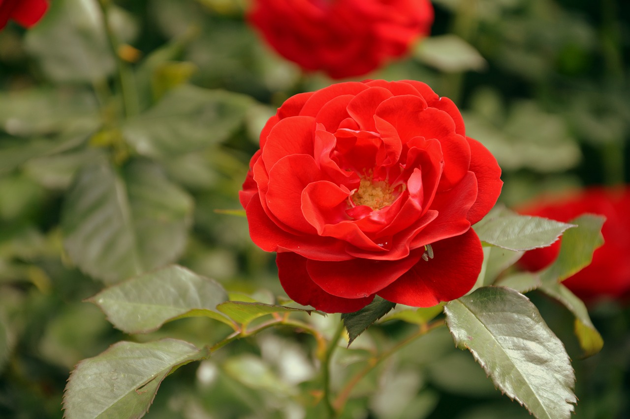 Image - flower beauty tenderness red