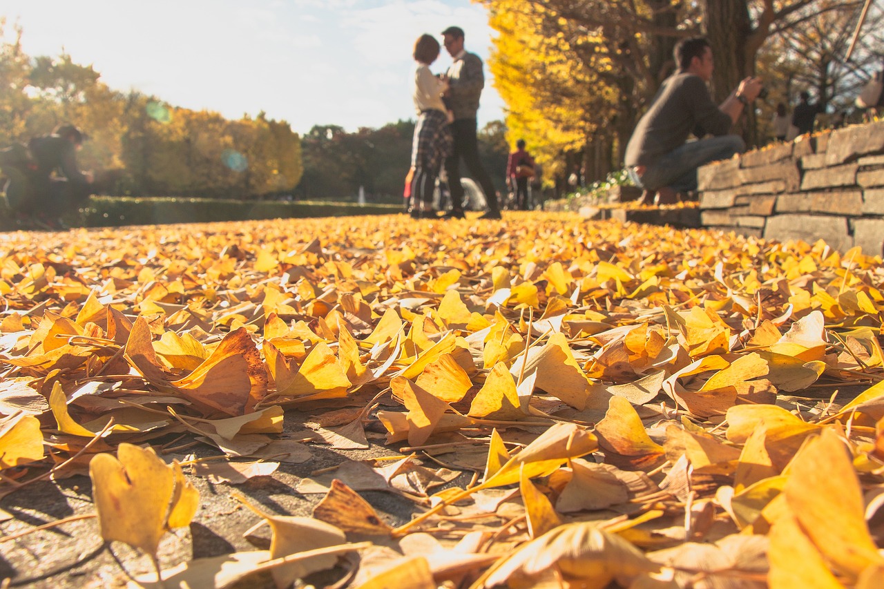 Image - nature people yellow leaves couple