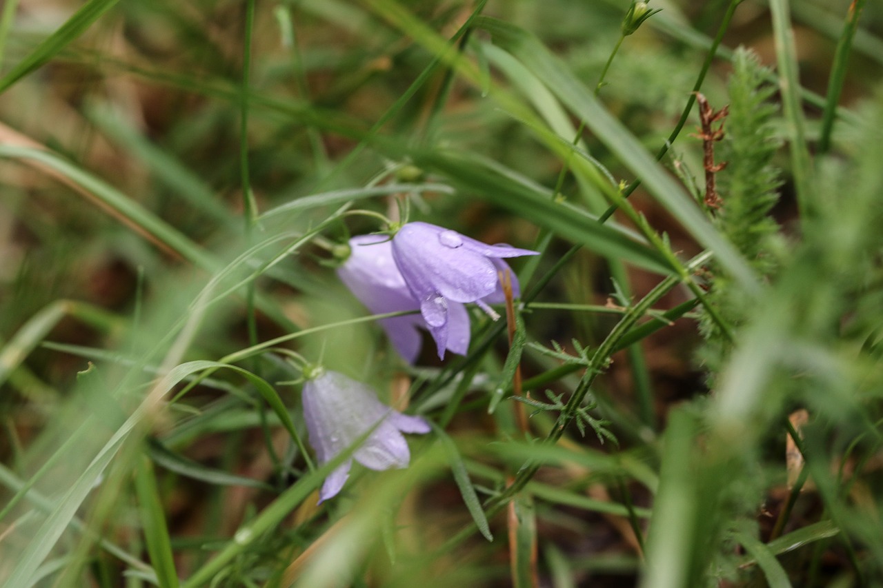 Image - bluebell flowers summer flower