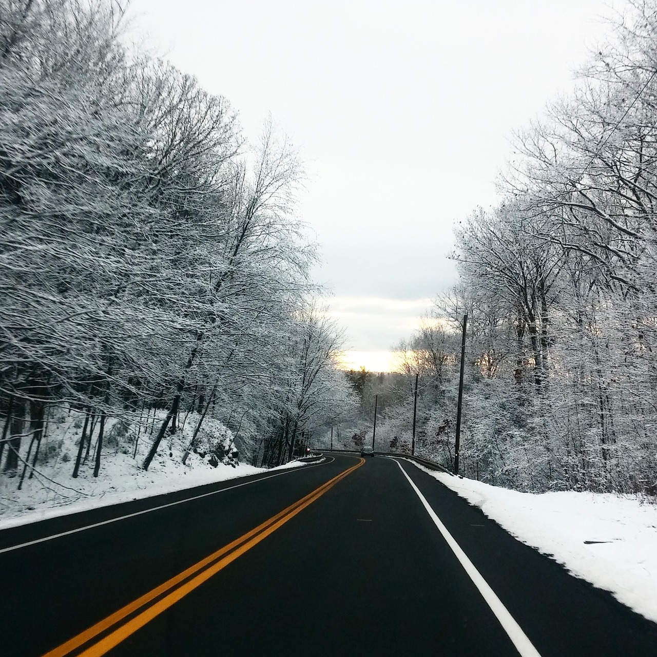 Image - road path tree branches plant