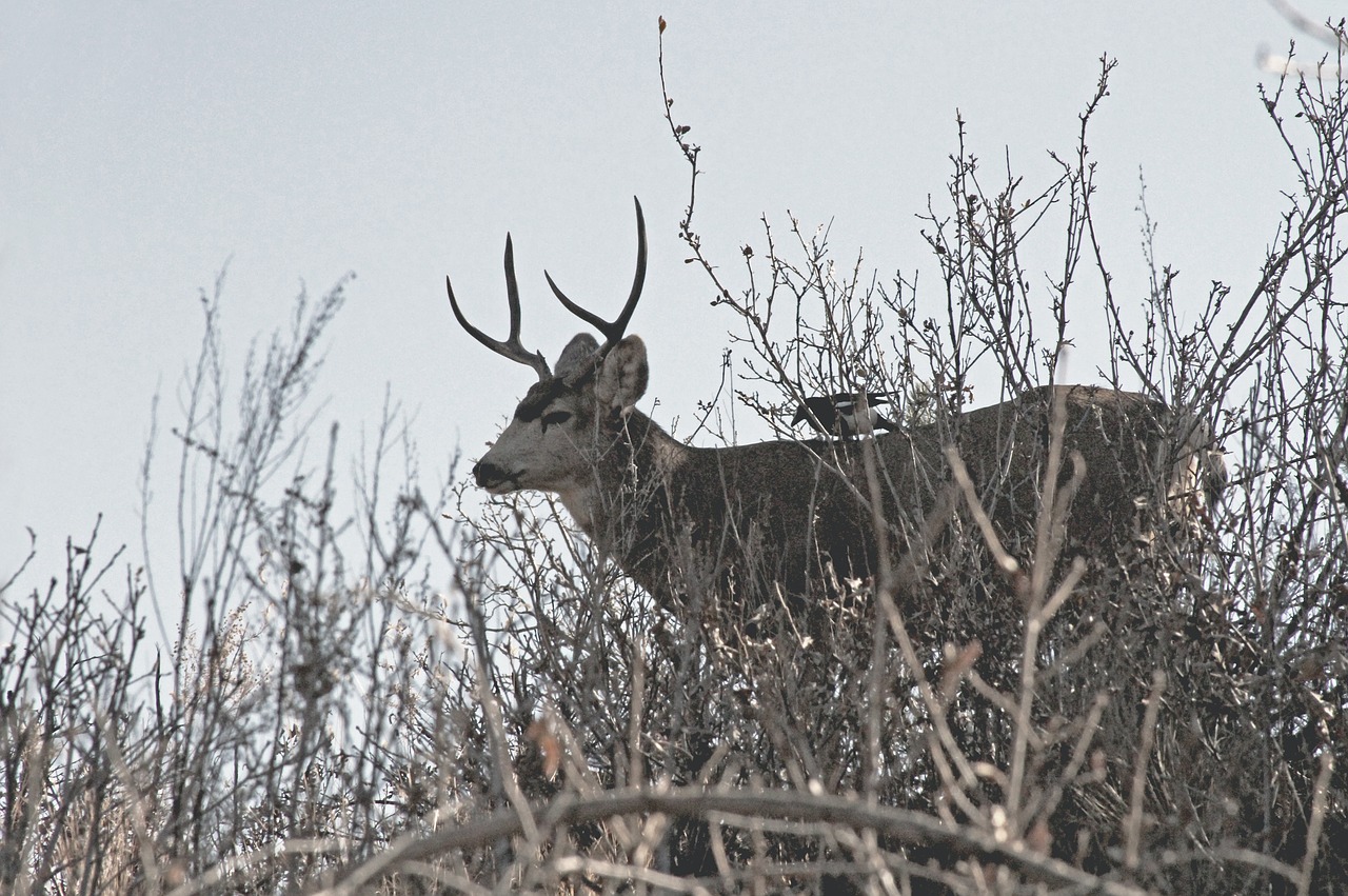 Image - deer animal horn wildlife forest
