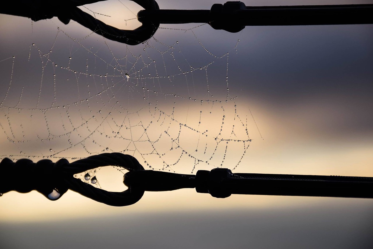 Image - silhouette spiderweb dew water