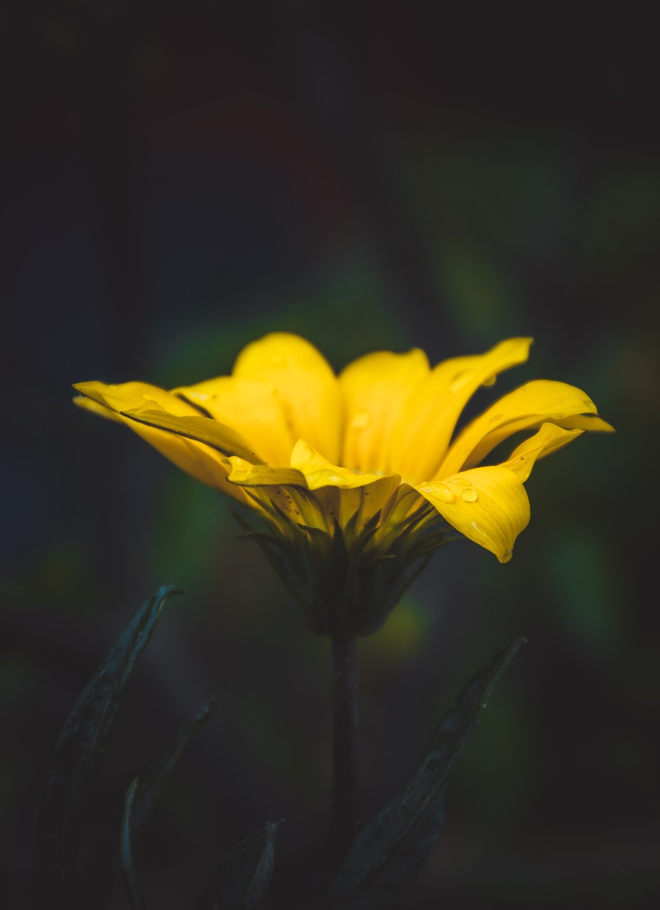 Image - yellow petal flower bloom nature