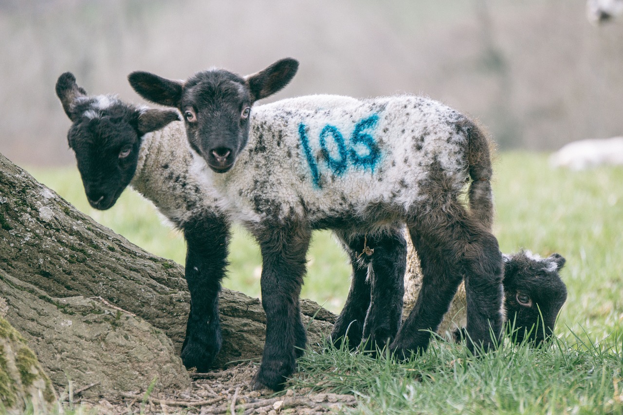 Image - sheep lamb animal wildlife green