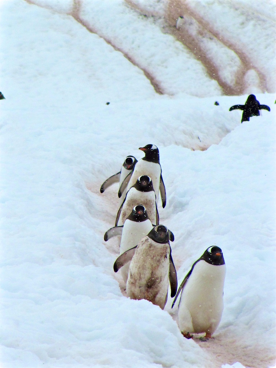 Image - penguin bird aquatic animal snow