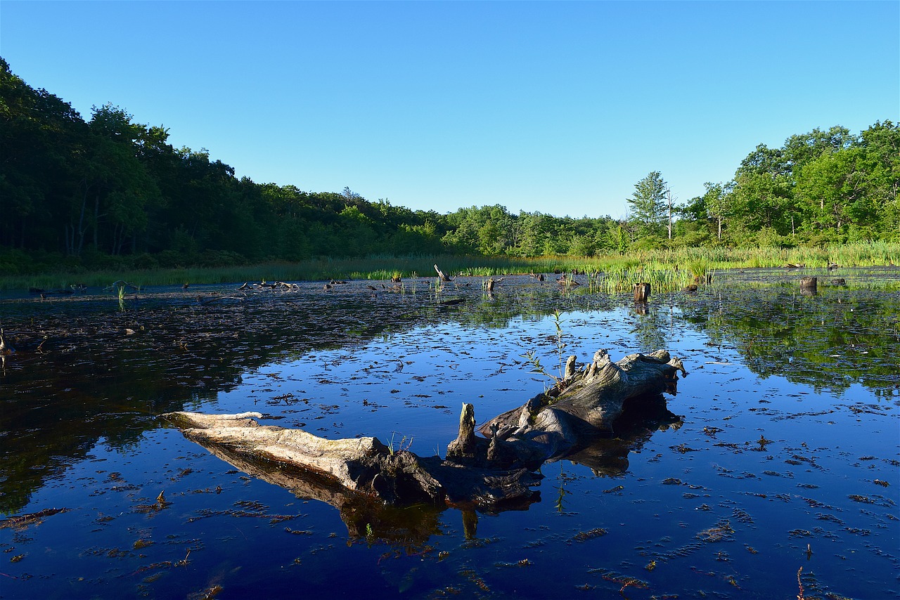 Image - lake morning summer log nature