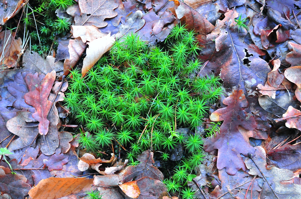 Image - moss forest foliage autumn green