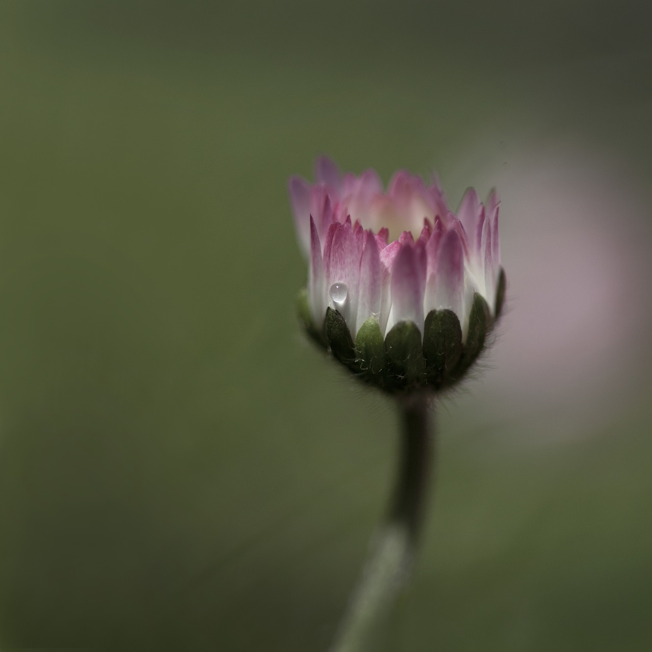 Image - madelief drop pink flower garden