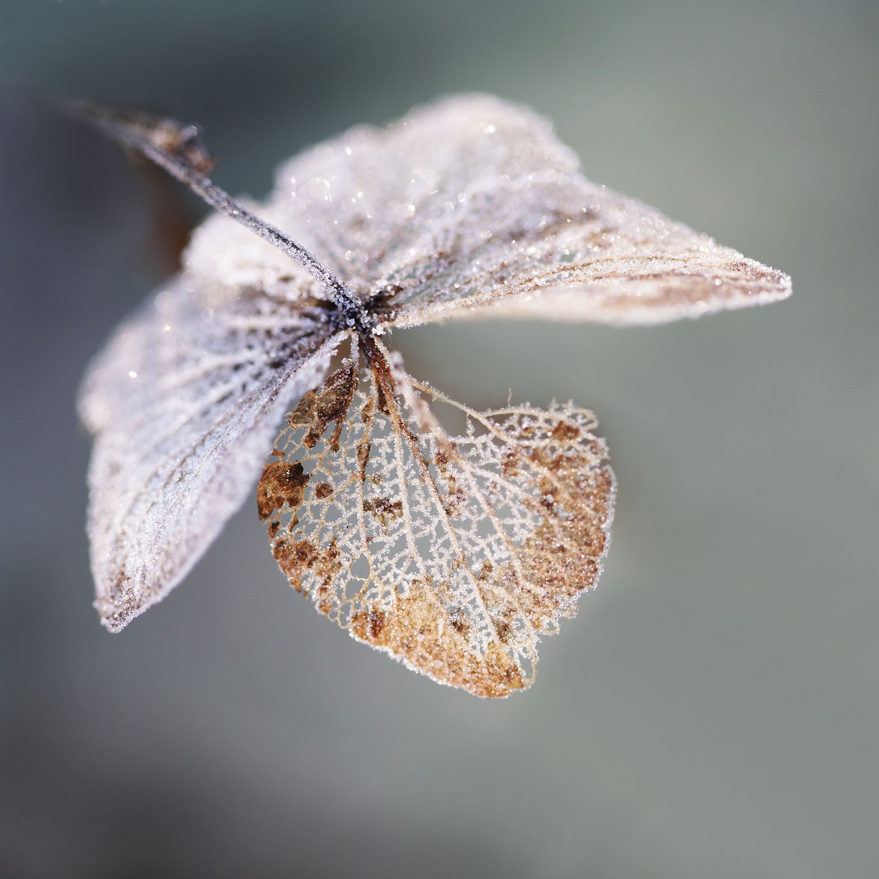 Image - frost winter ripe ice cold nature