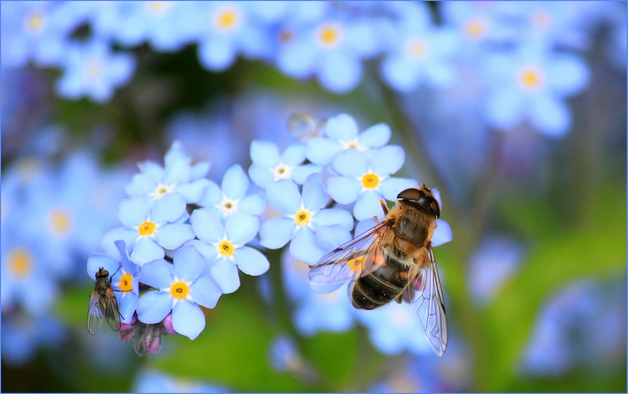 Image - forget me not hoverfly fly flower